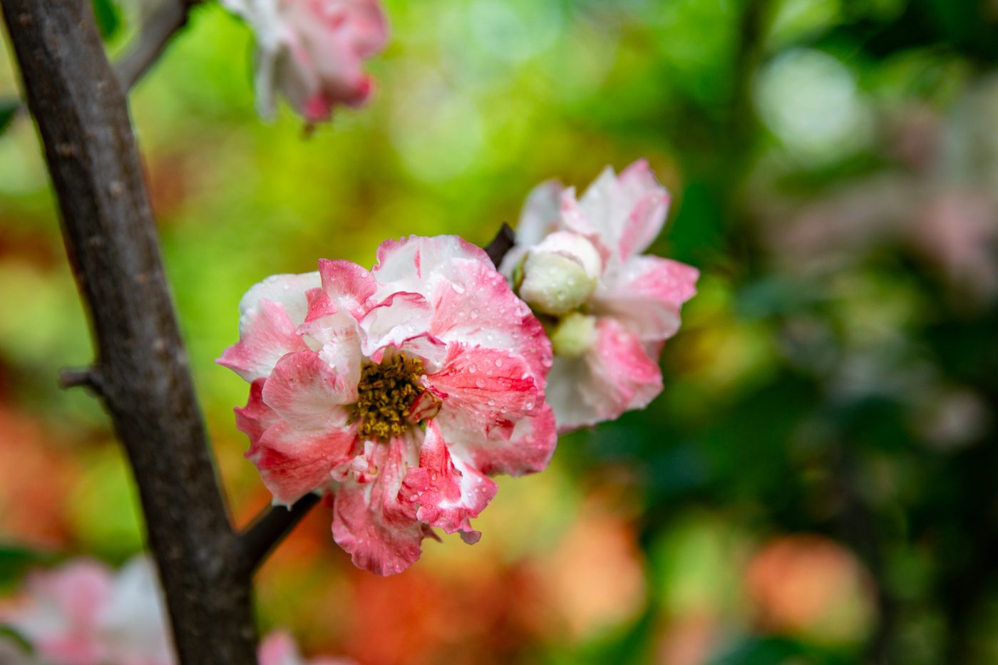 玉粉跳枝 枝条着花