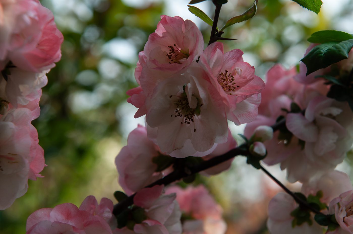 普天玉盏 花部特写
