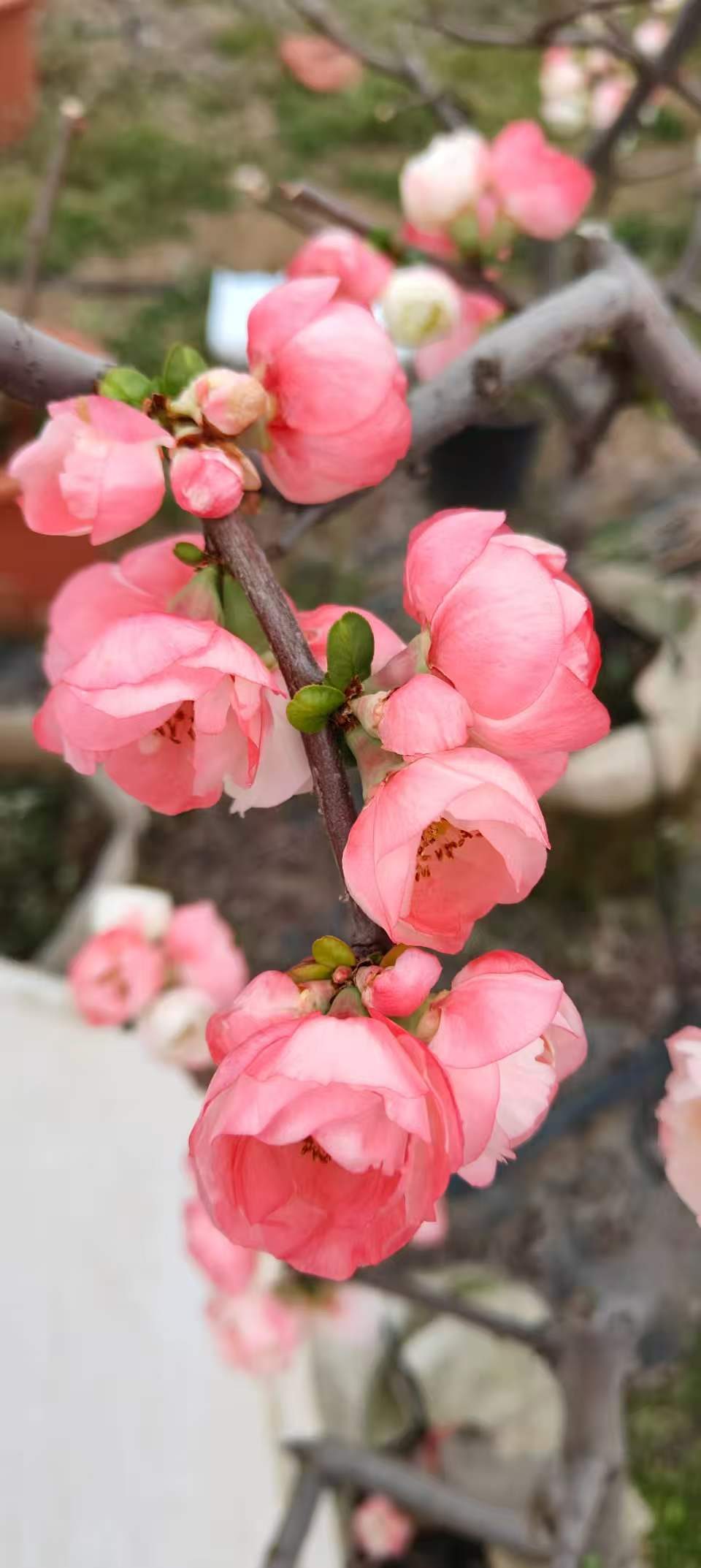 普天玉盏 重瓣花特写