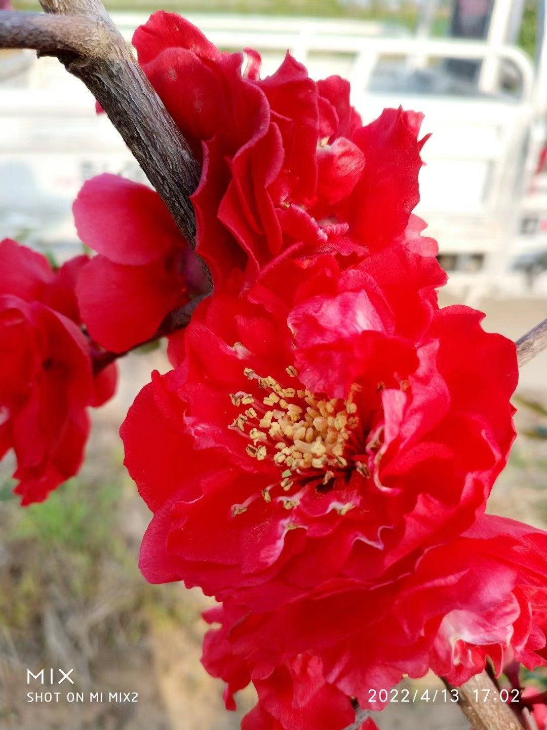 普天红霞 花部特写