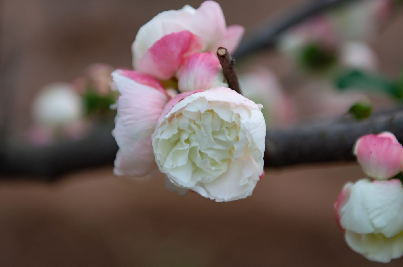 普天雪霞 花部特写