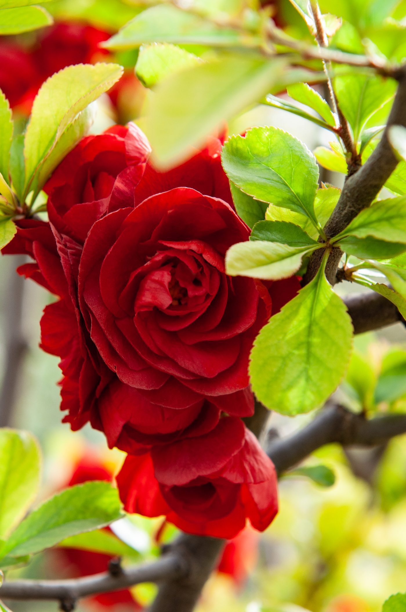 普天墨玫 植株全貌