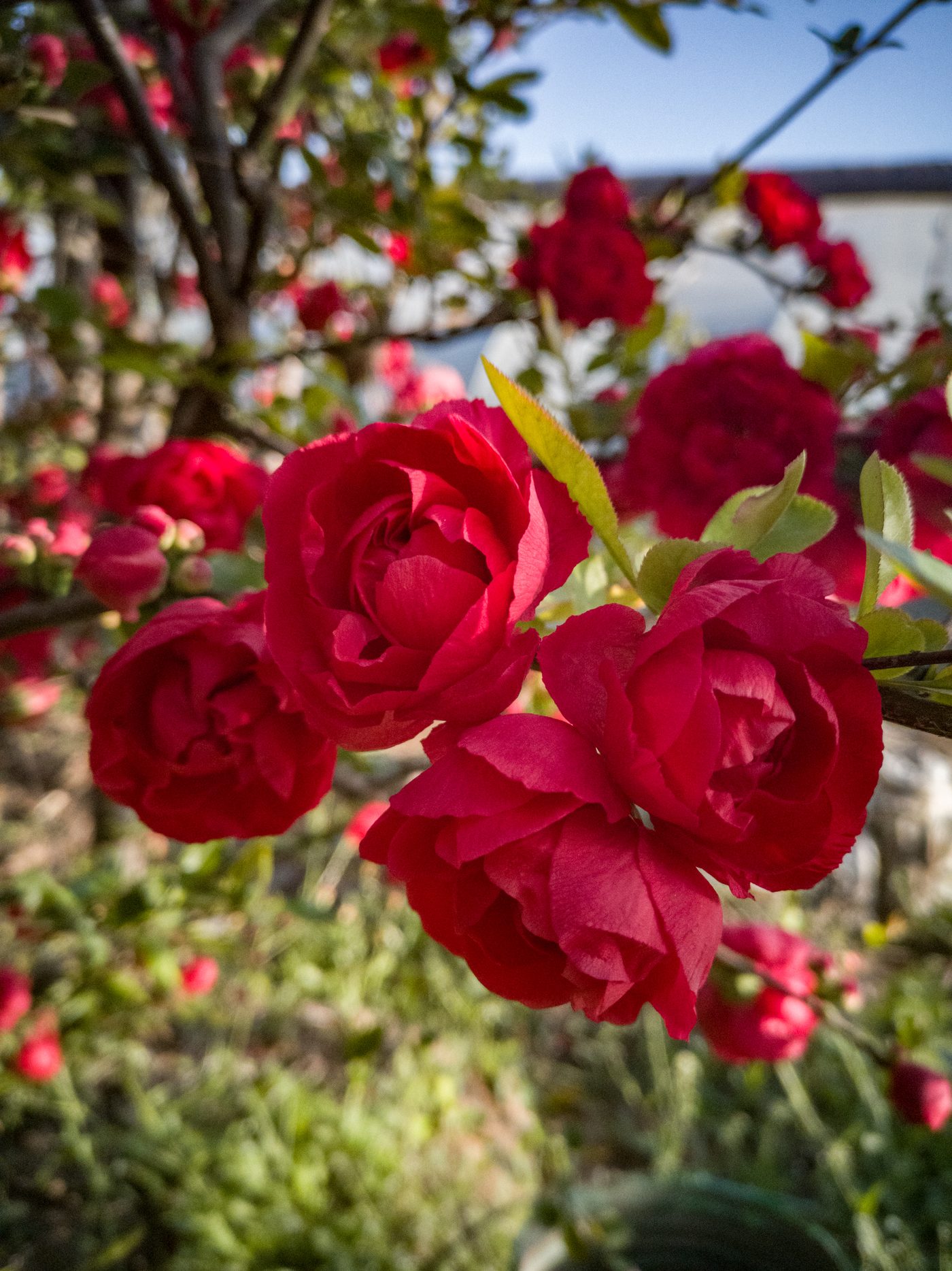 普天红丹 重瓣花特写