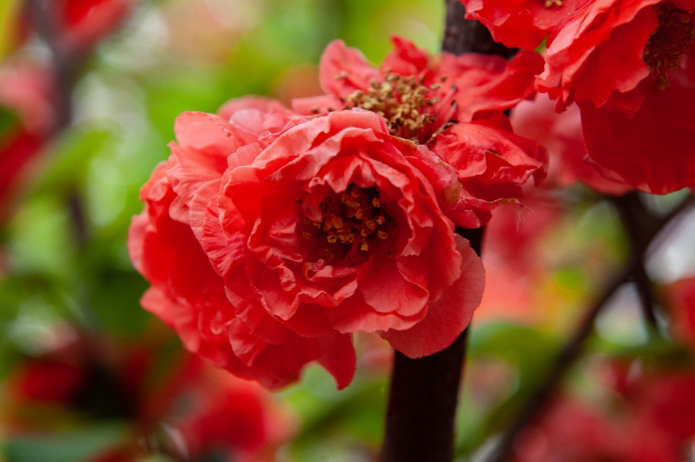 宇红 027 号（暂定） 花部特写