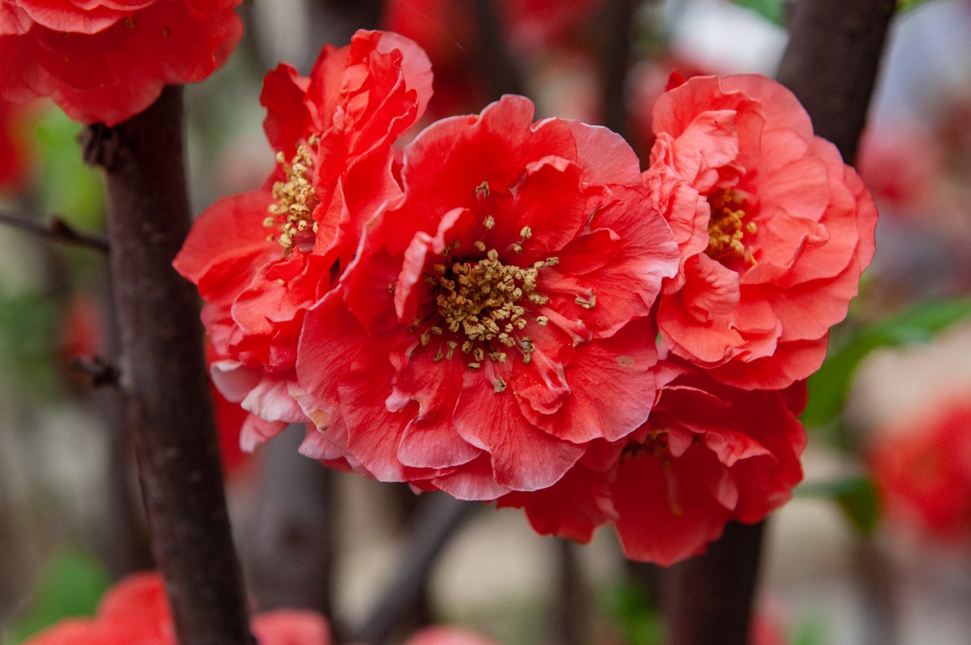 宇红 027 号（暂定） 枝条着花