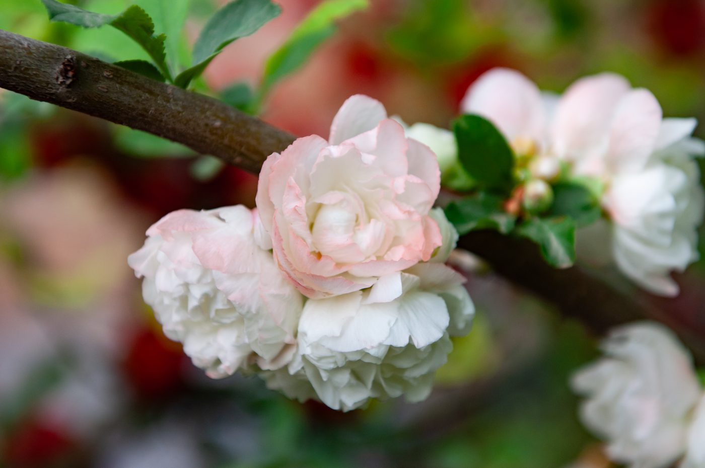 宇红 028 号（暂定） 花部特写