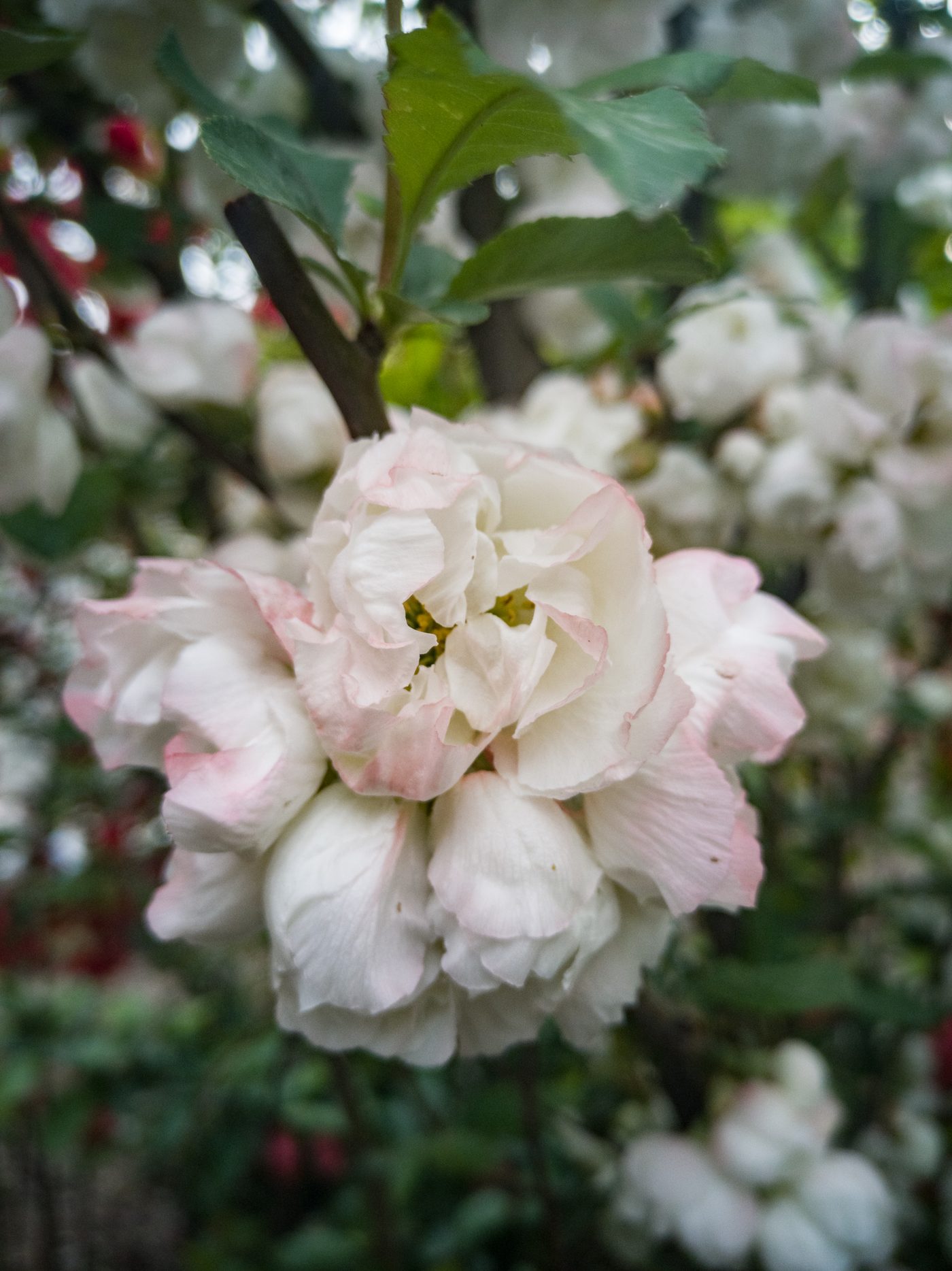 宇红 028 号（暂定） 花苞与开放对比
