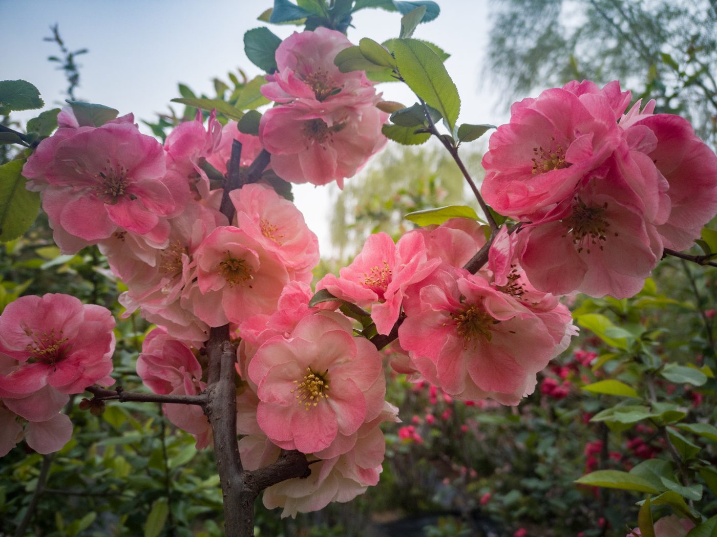 普天玉焱 花部特写