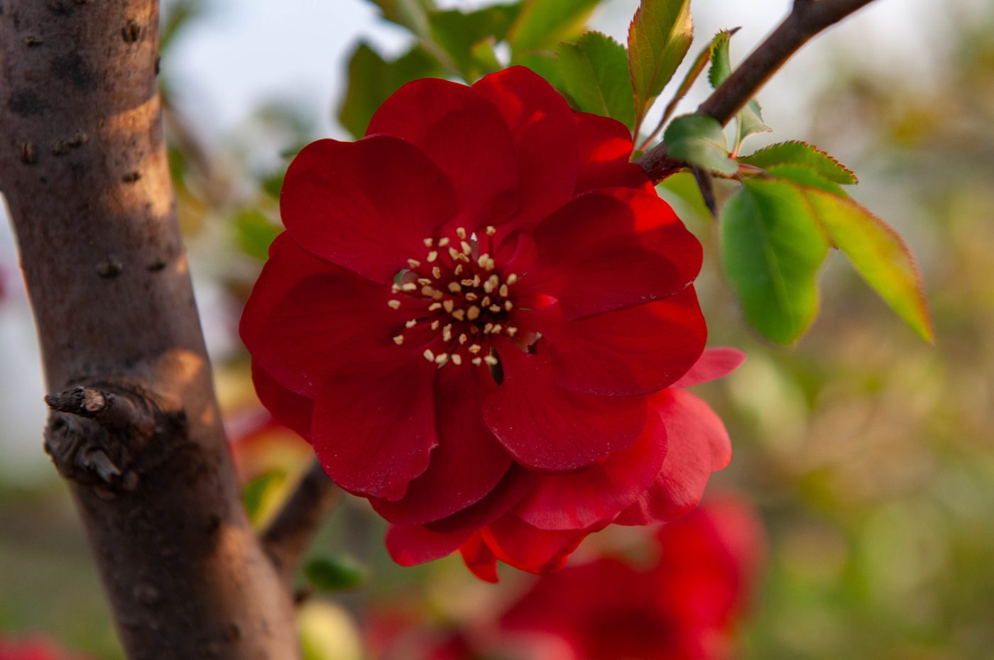 宇红 031 号（暂定） 花部特写