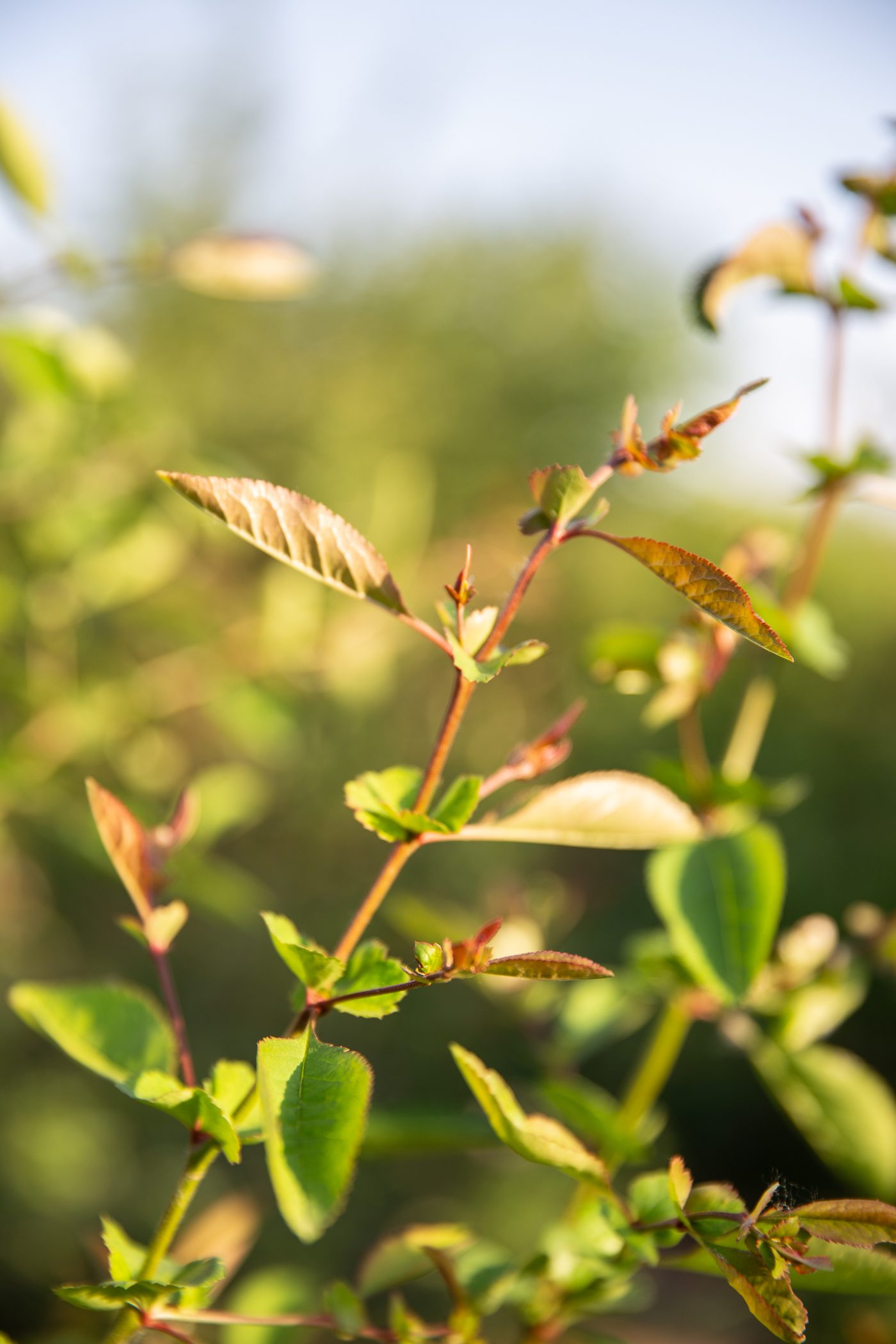 宇红 031 号（暂定） 植株全貌