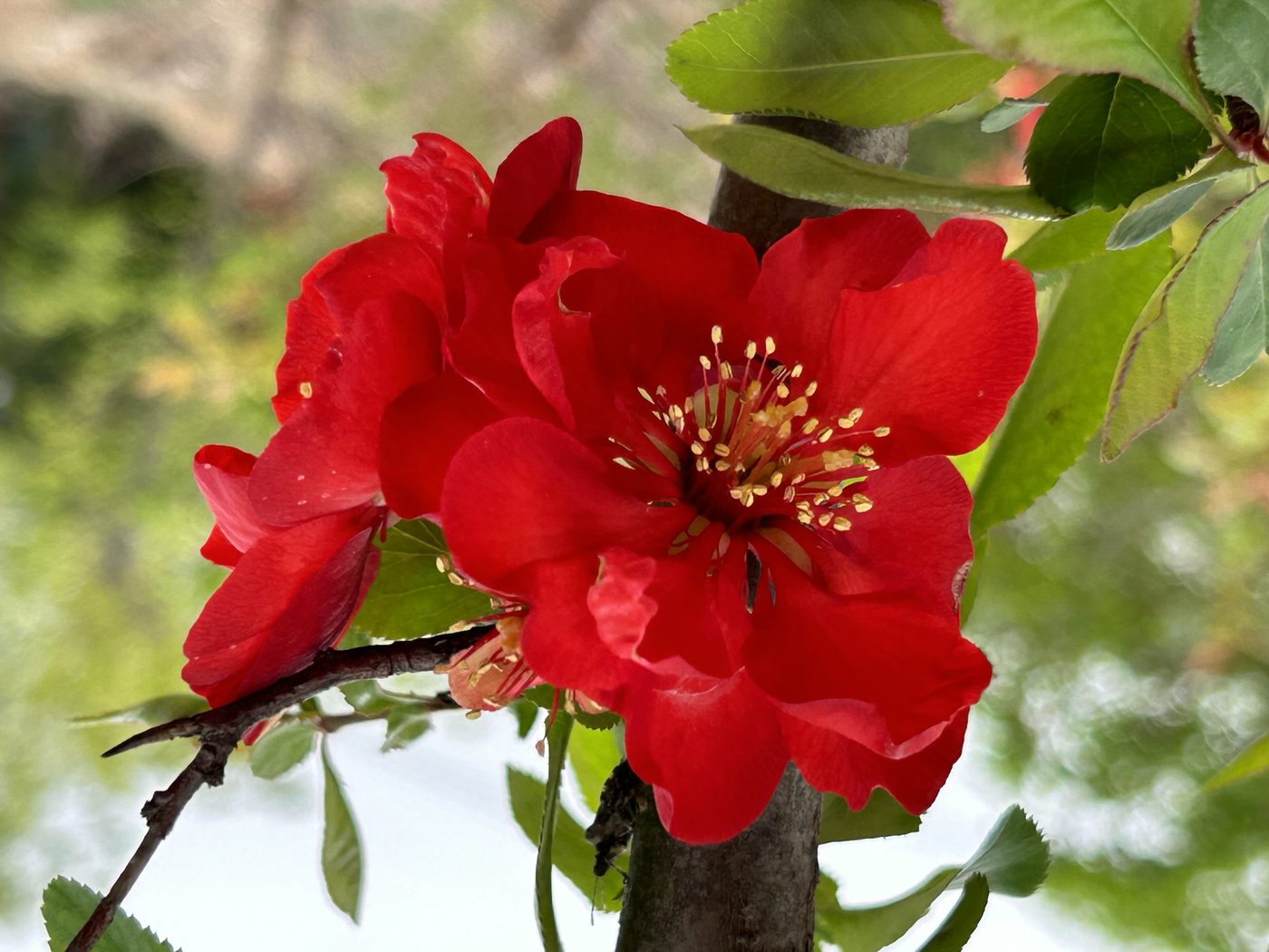 宇红 031 号（暂定） 重瓣花特写