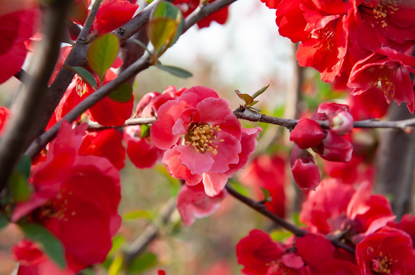开元霞丹 重瓣花特写