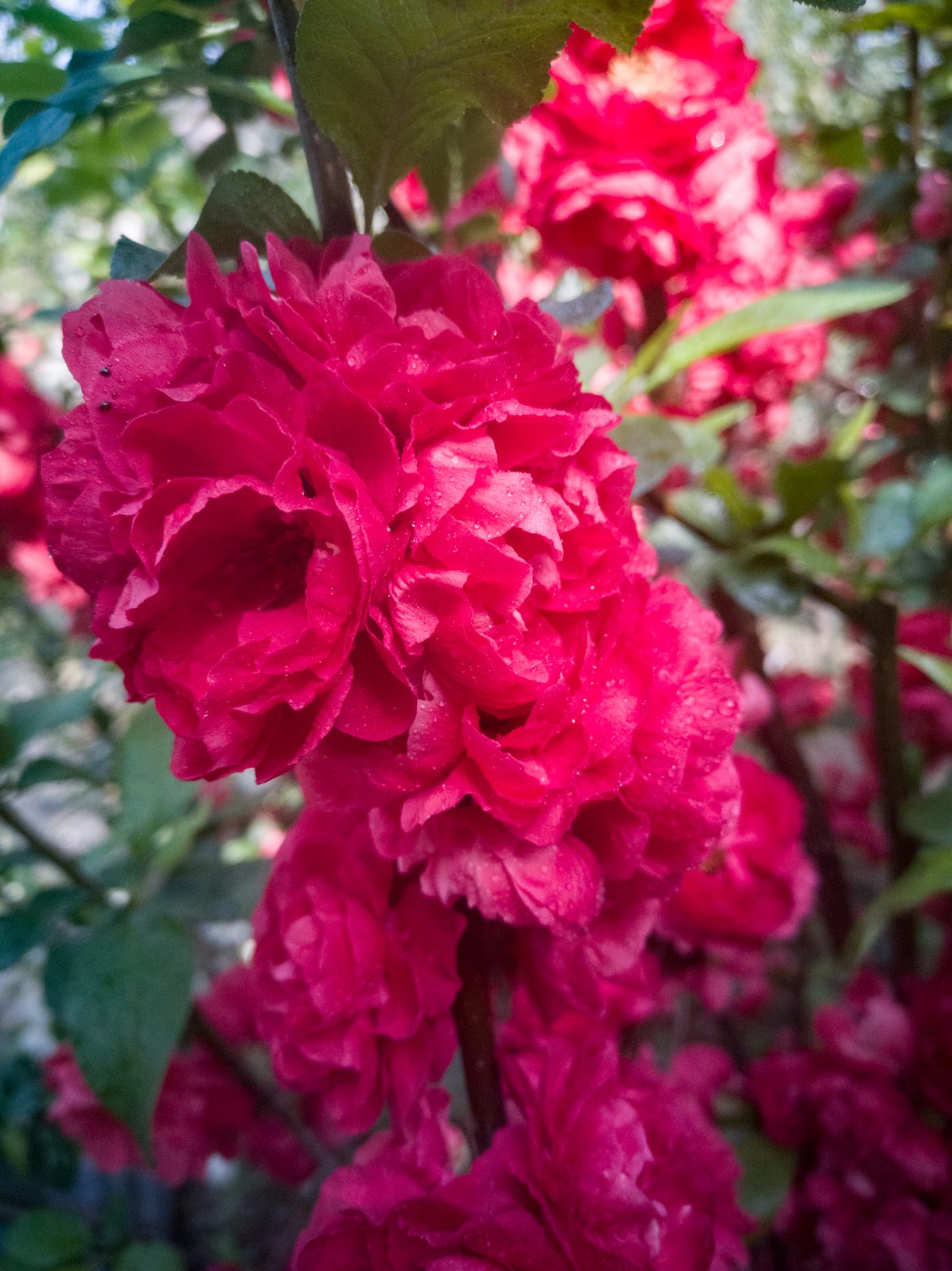 普天红韵 枝条着花