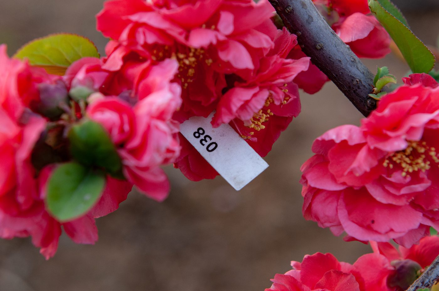 宇红 038 号（暂定） 花部特写