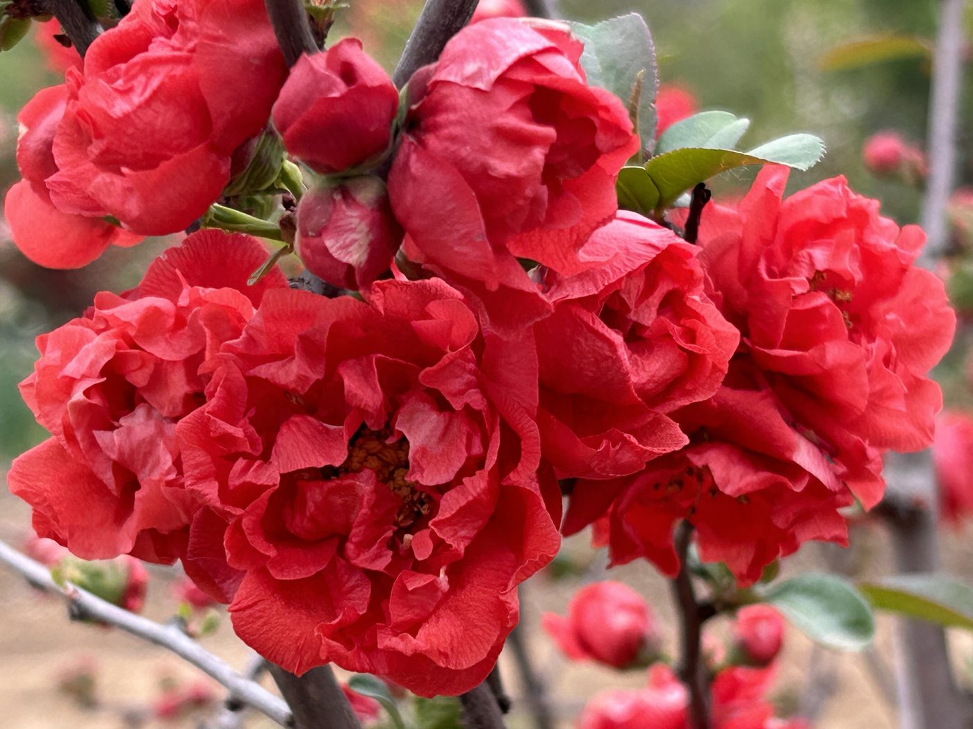 普天小曲 花部特写