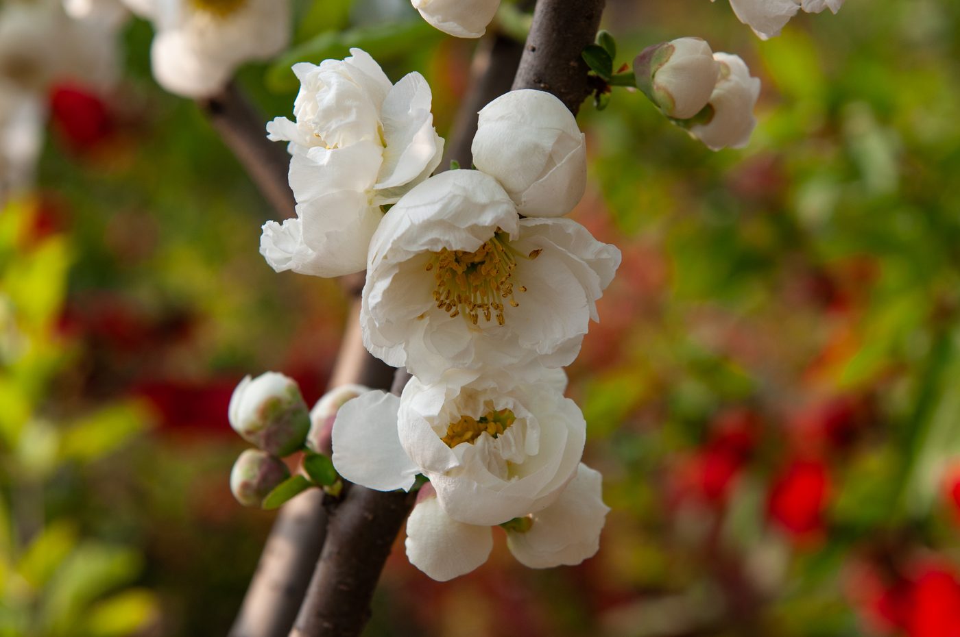 普天白 花部特写