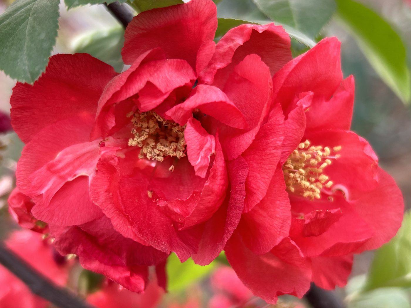 宇红 043 号（暂定） 花部特写