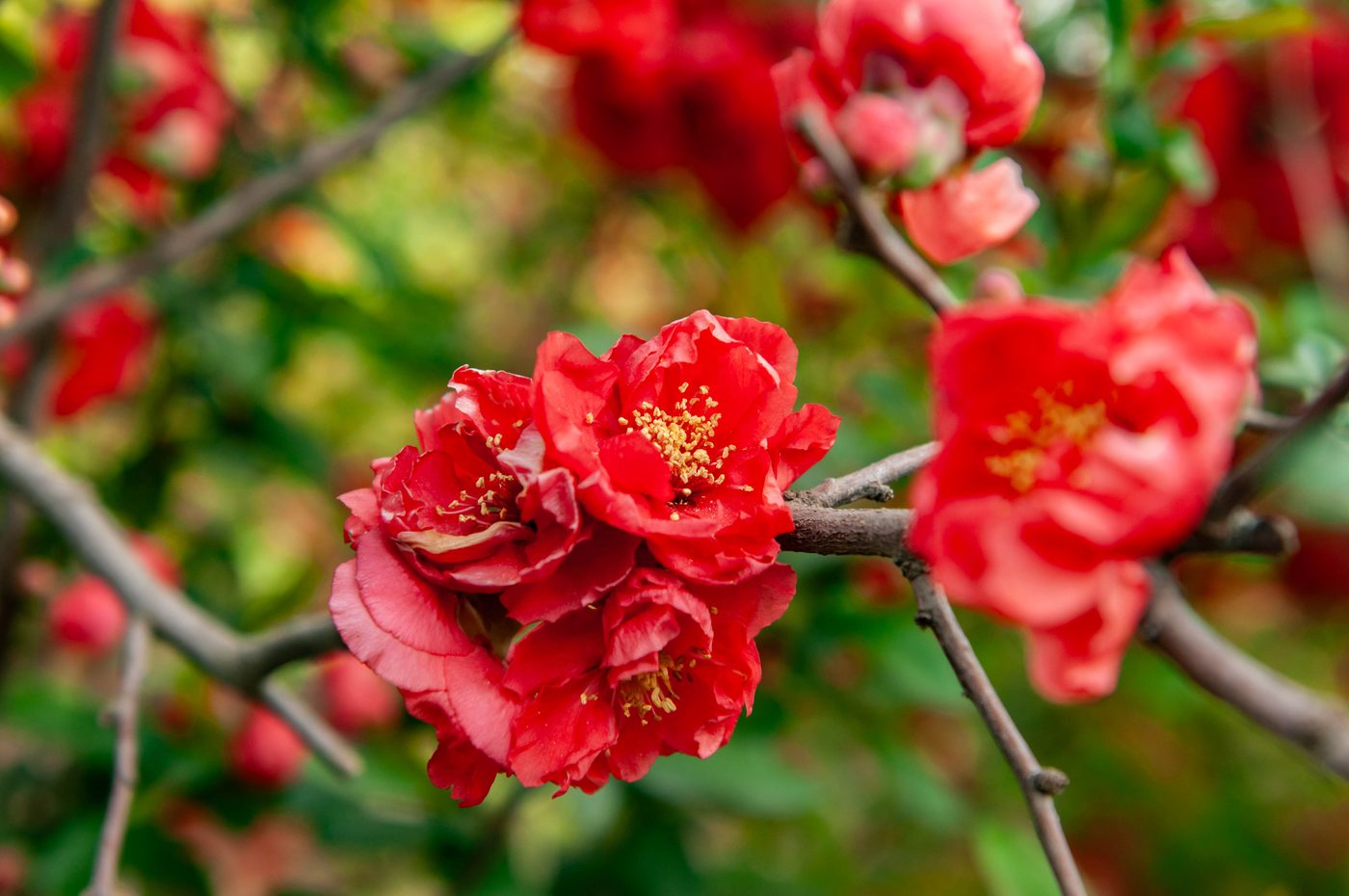 宇红 044 号（暂定） 花部特写