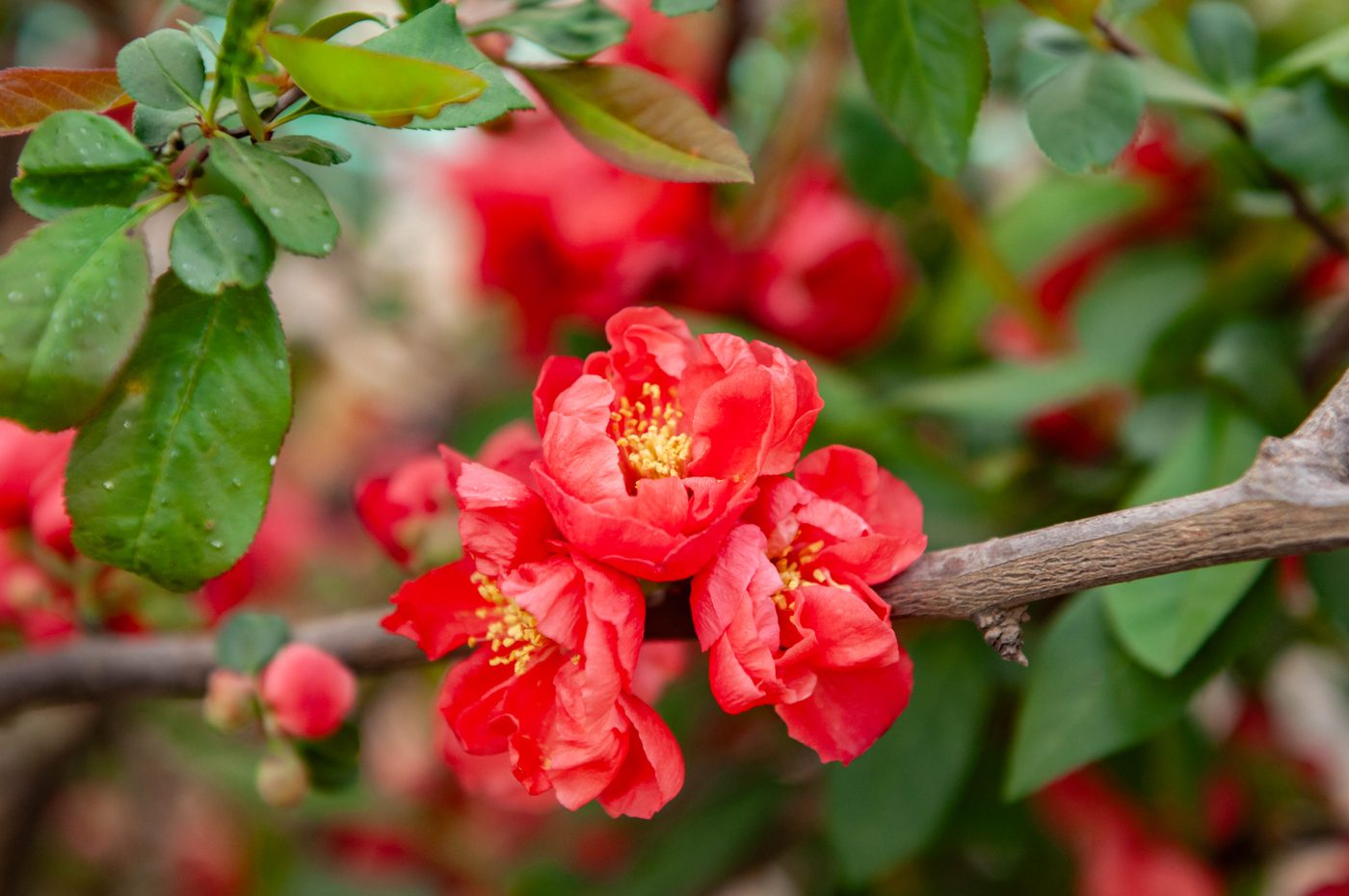 宇红 044 号（暂定） 花苞与开放对比