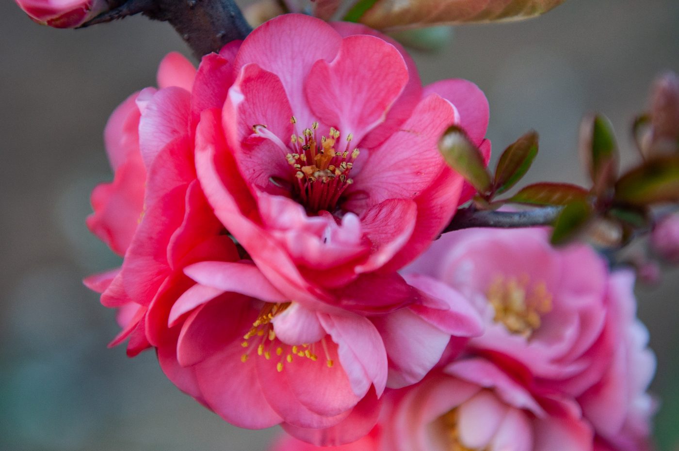 宇红 045 号（暂定） 花部特写
