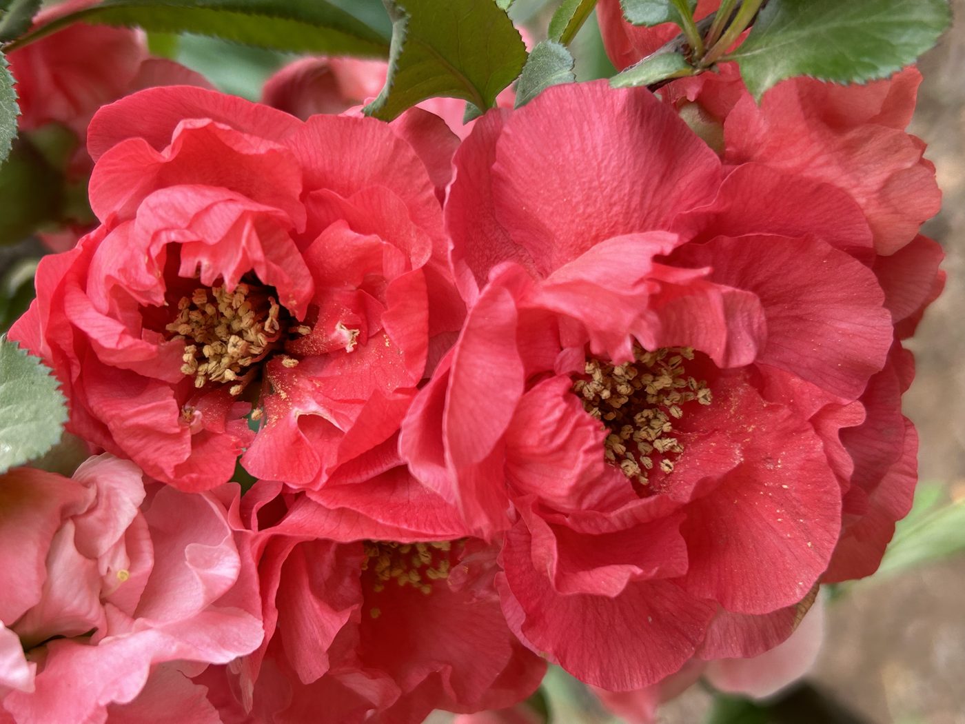 宇红 047 号（暂定） 花部特写