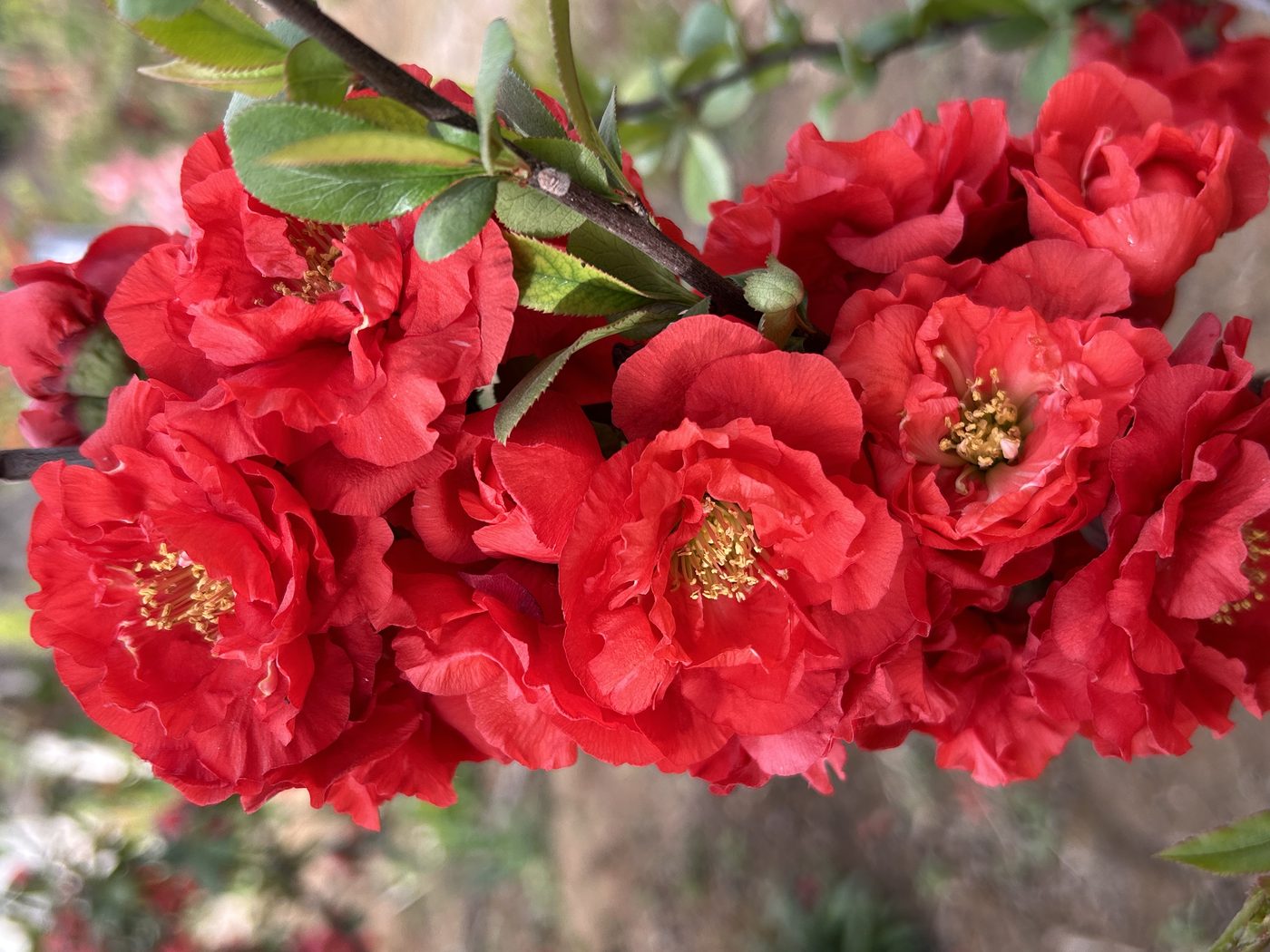 宇红 048 号（暂定） 花部特写