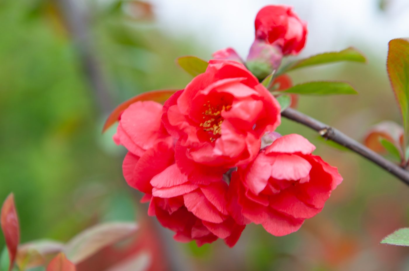 宇红 053 号（暂定） 花部特写