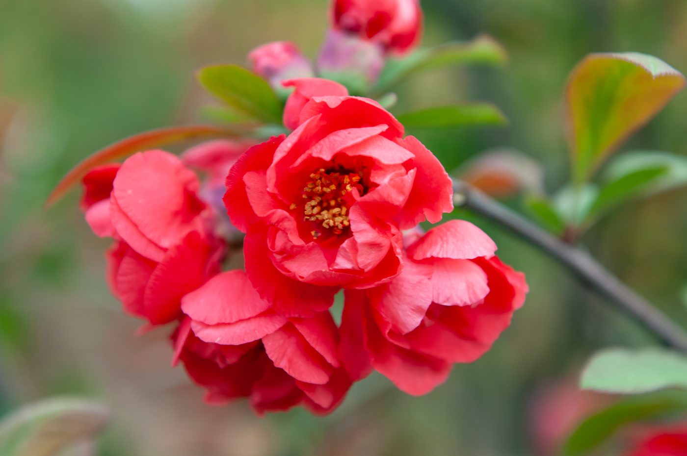 宇红 053 号（暂定） 花苞与开放对比