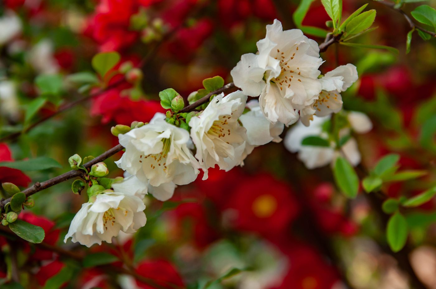 普天雪霏 花部特写
