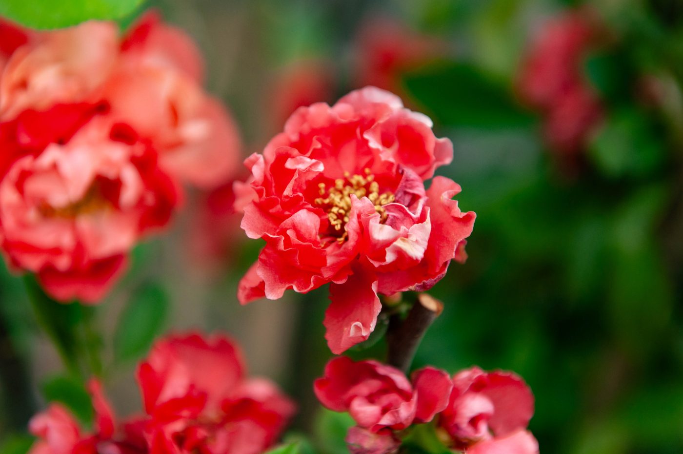 宇红 057 号（暂定） 花部特写