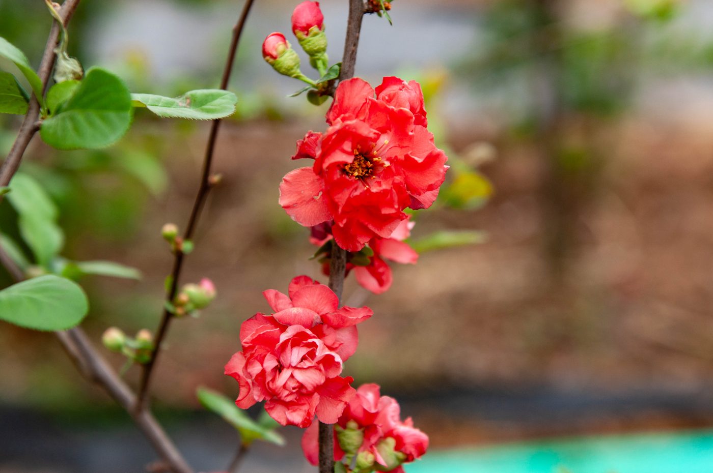宇红 057 号（暂定） 枝条着花