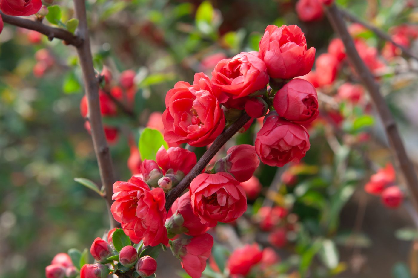 宇红 058 号（暂定） 枝条着花
