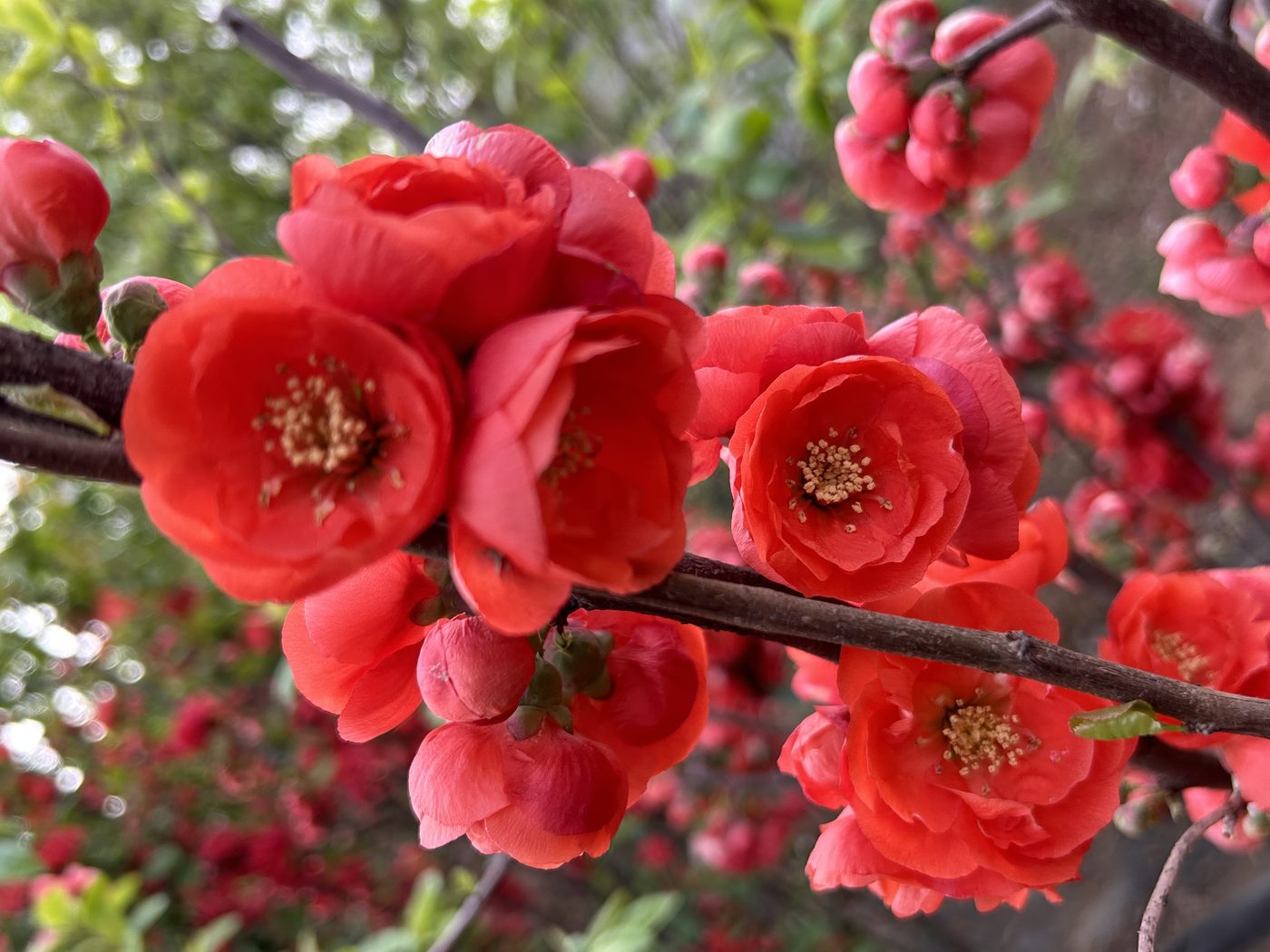 宇红 059 号（暂定） 花部特写