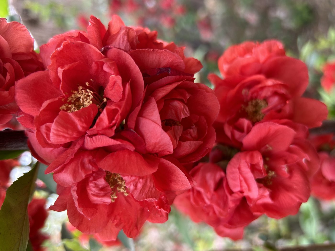 宇红 062 号（暂定） 花部特写