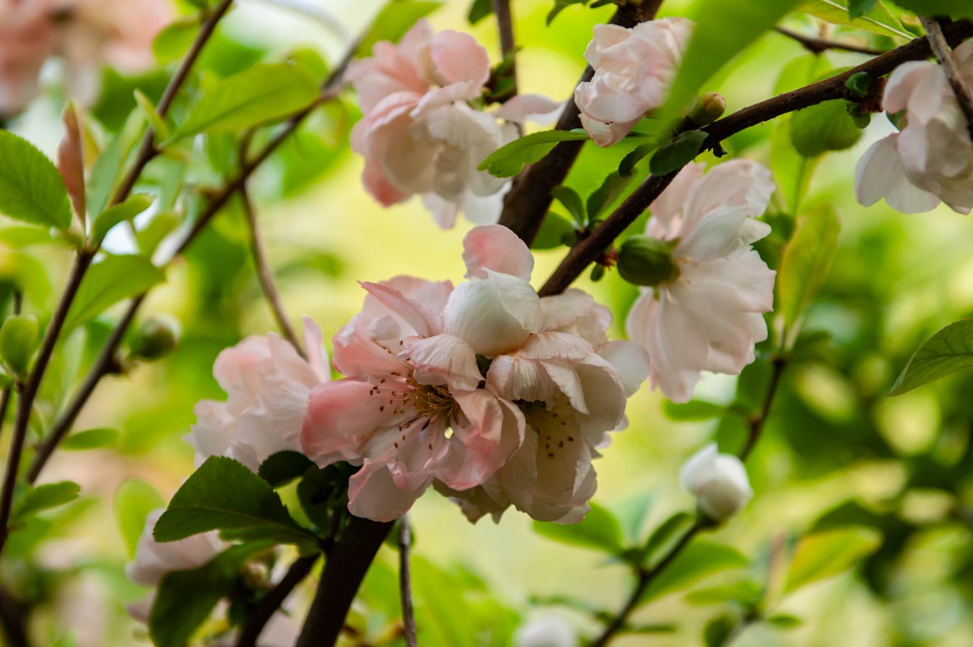 宇红 063 号（暂定） 花部特写