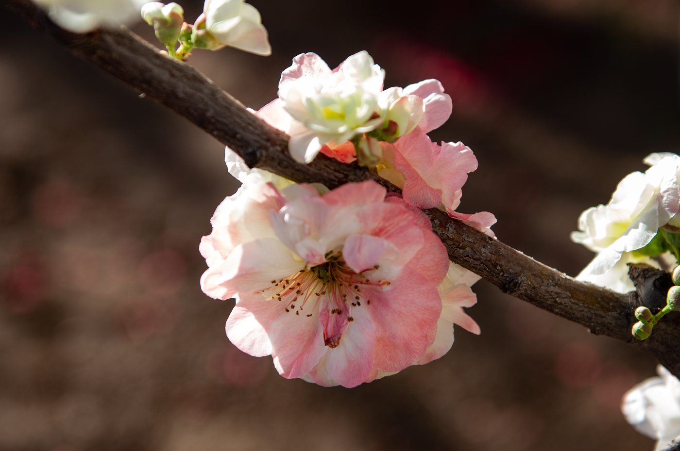 普天瑞云 花部特写