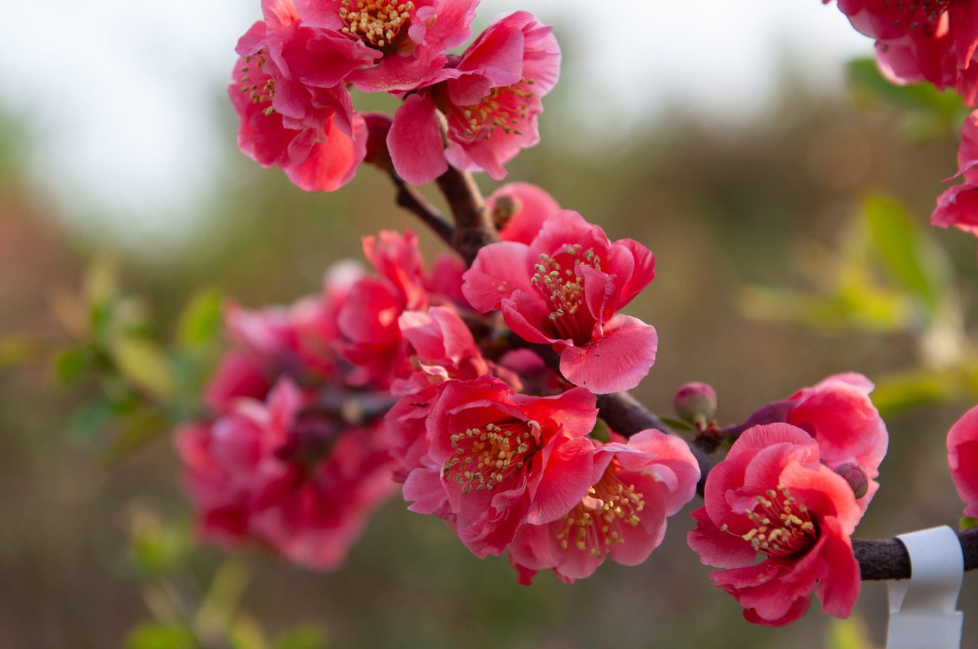 宇红 067 号（暂定） 花部特写