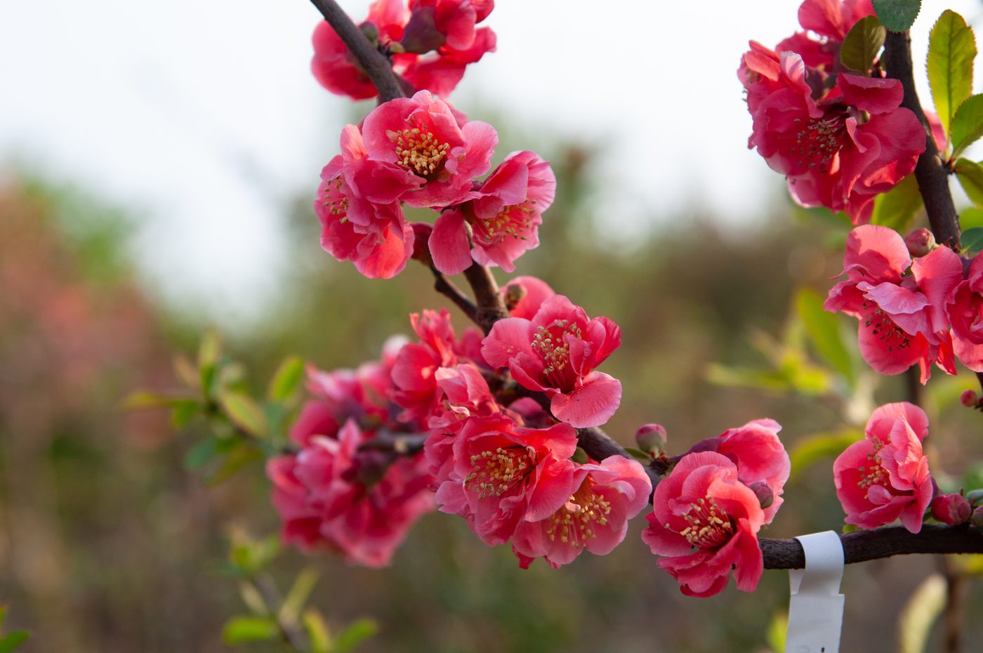 宇红 067 号（暂定） 枝条着花