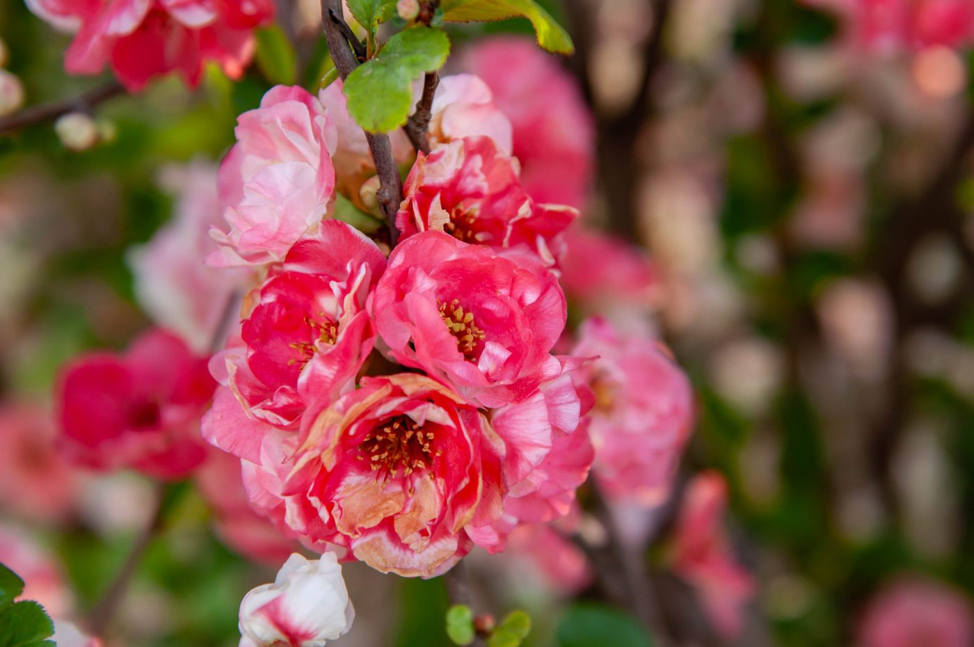 宇红 068 号（暂定） 花部特写