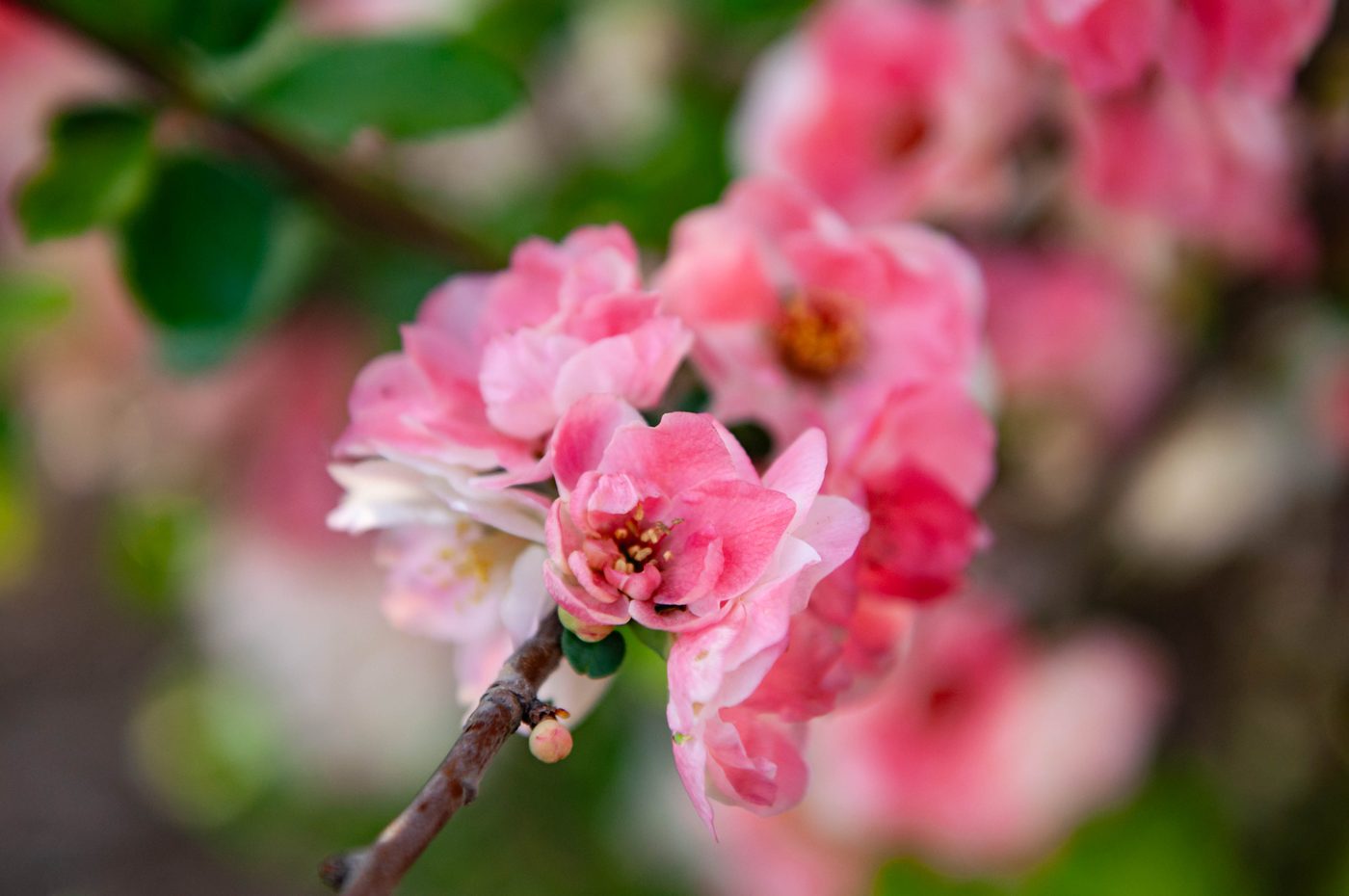 宇红 068 号（暂定） 花苞与开放对比