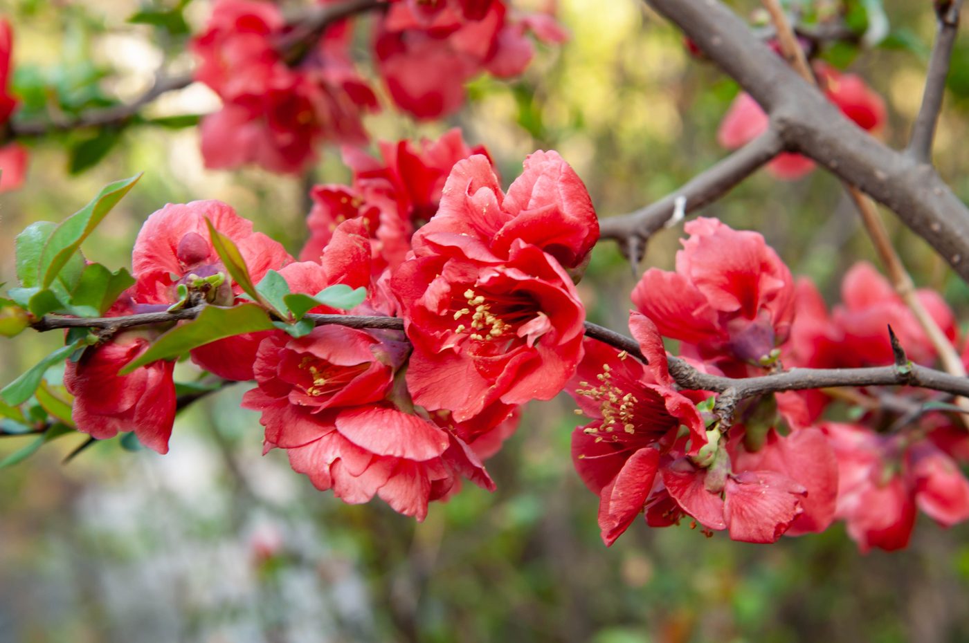 宇红 069 号（暂定） 花部特写