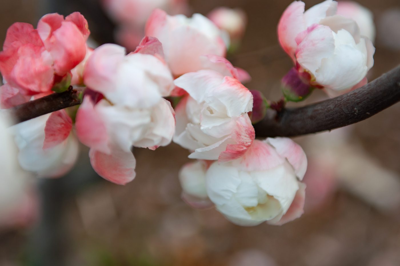 宇红 073 号（暂定） 花部特写