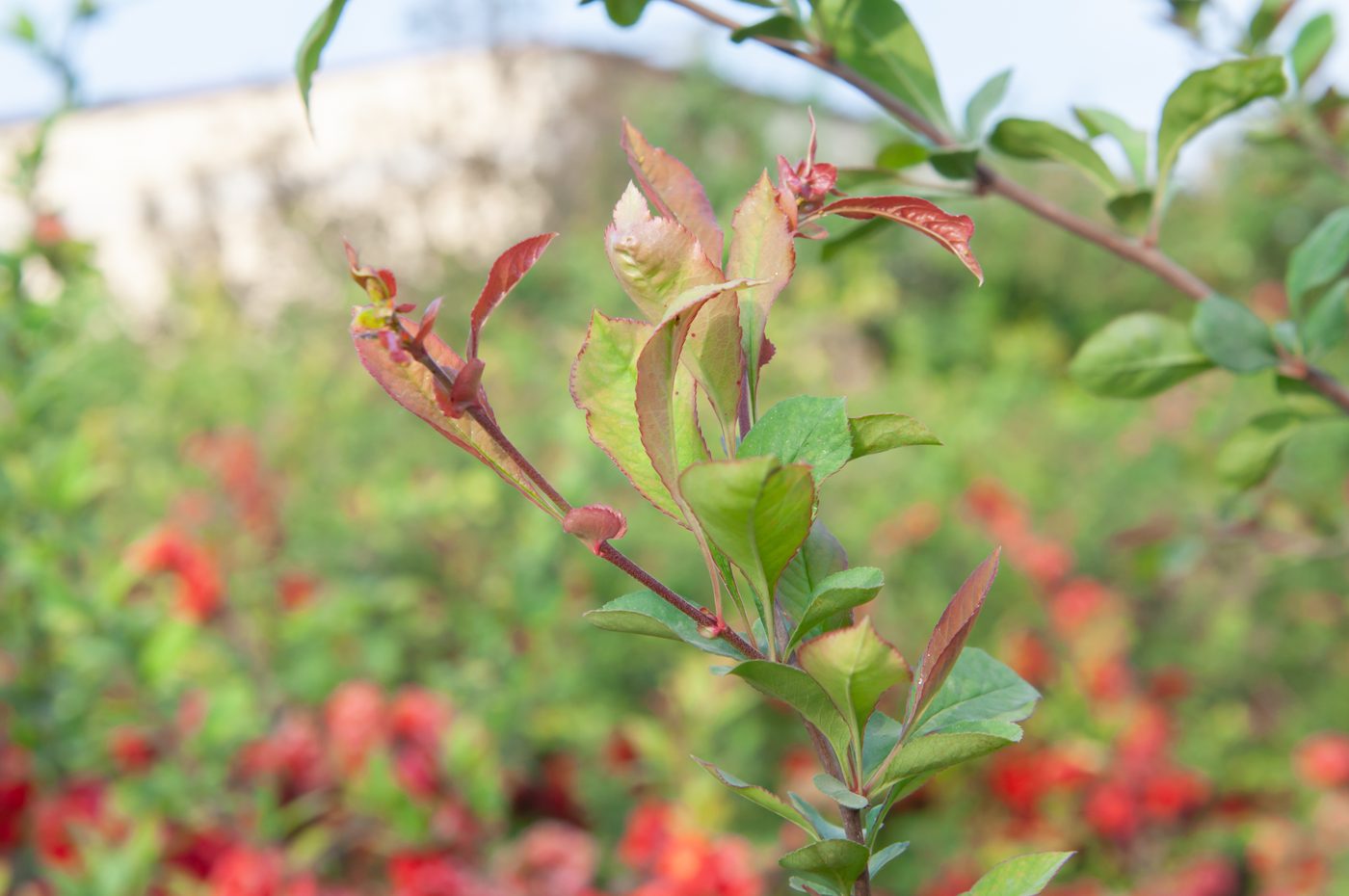 宇红 073 号（暂定） 植株全貌