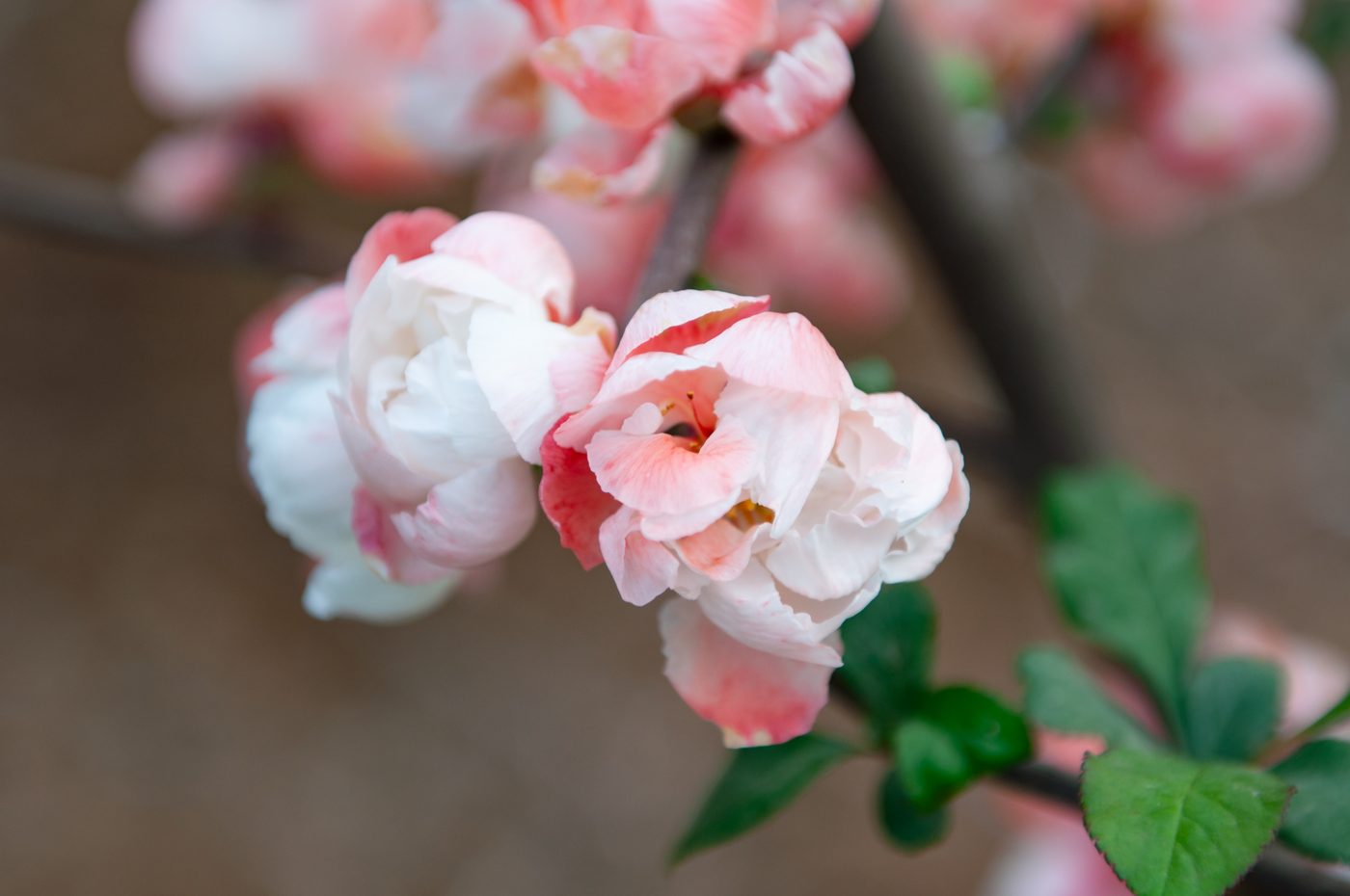 宇红 073 号（暂定） 枝条着花