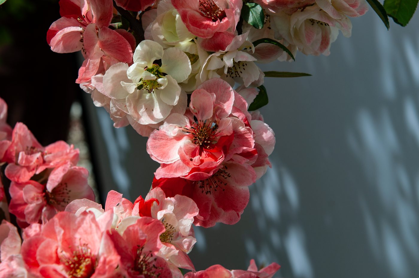 中华锦 花部特写