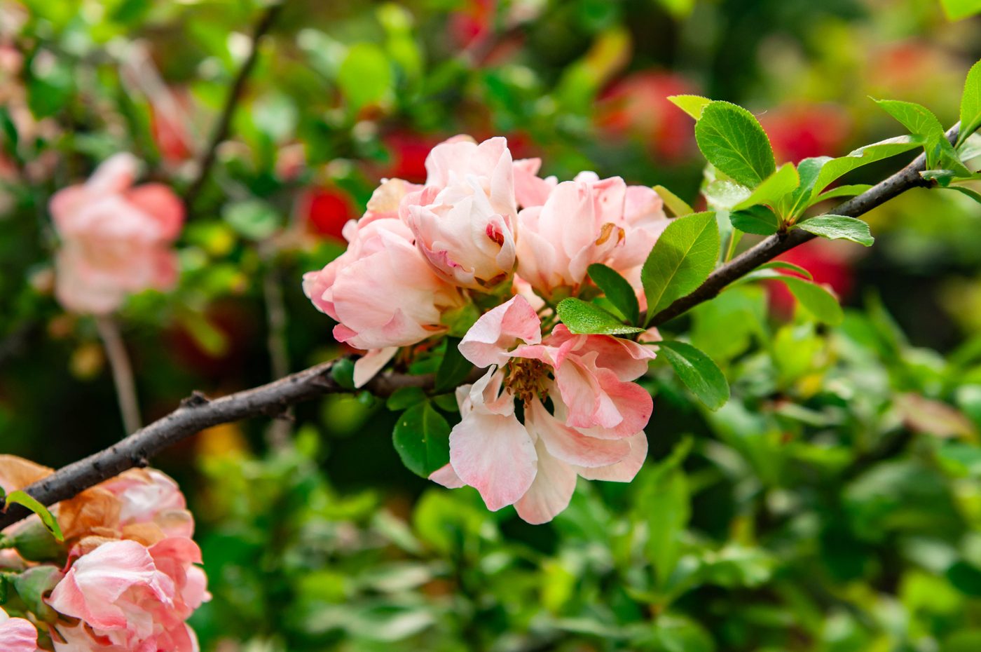 宇红 079 号（暂定） 花部特写